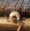 Acaeroplastes melanurus